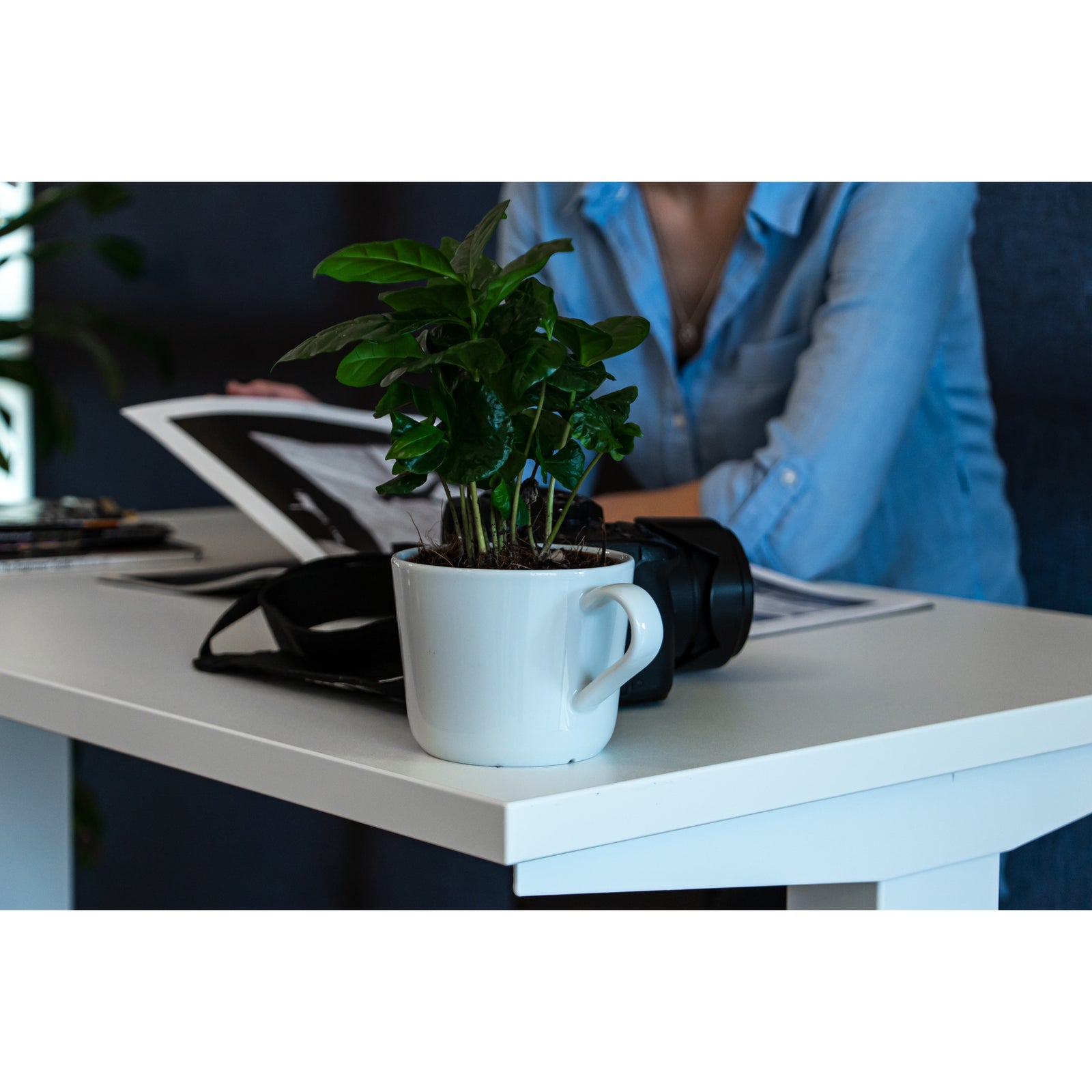 White UrbanErgo standing desk with a coffee plant in a mug and person working in background, set in a soft-lit workspace